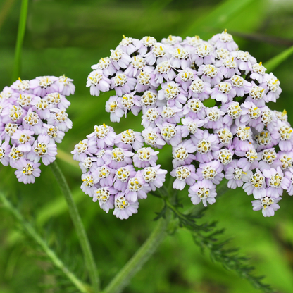 Yarrow Flowers Herb For Topical Wound Healing, Heighten Senses for Ritual and Intuition - HartCentered