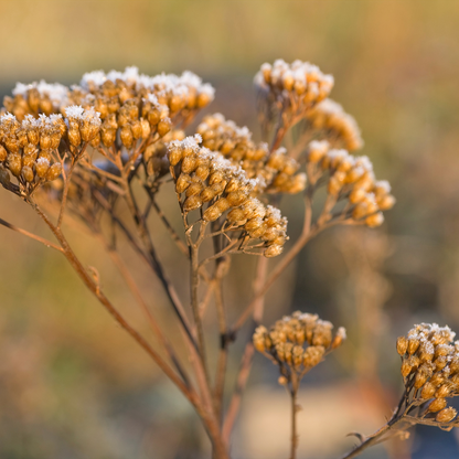 Yarrow Flowers Herb For Topical Wound Healing, Heighten Senses for Ritual and Intuition - HartCentered