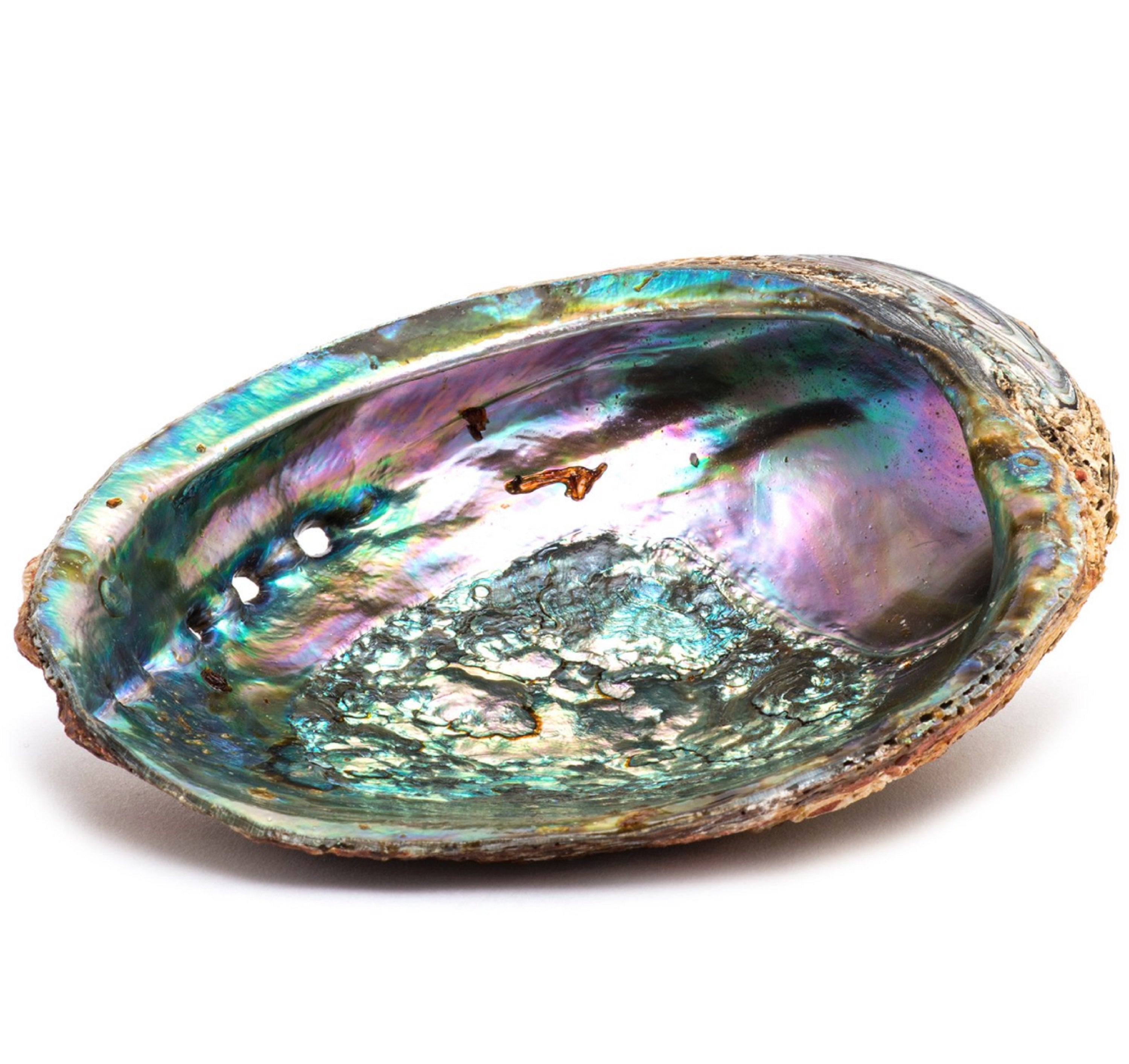 Smudge Ash Tray Burner - Abalone shell - Large 5&quot;-6&quot;-0