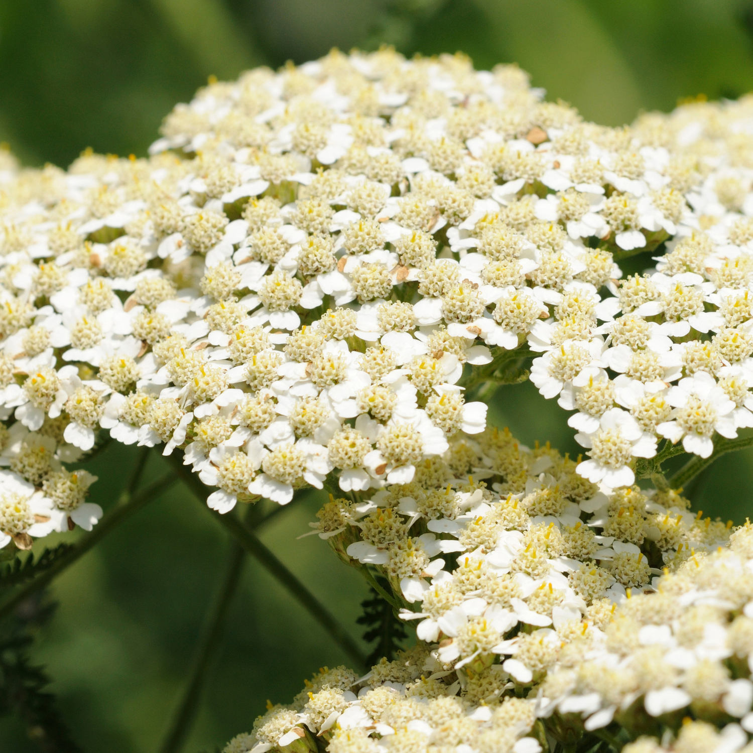 Yarrow Flowers Herb For Topical Wound Healing, Heighten Senses for Ritual and Intuition - HartCentered