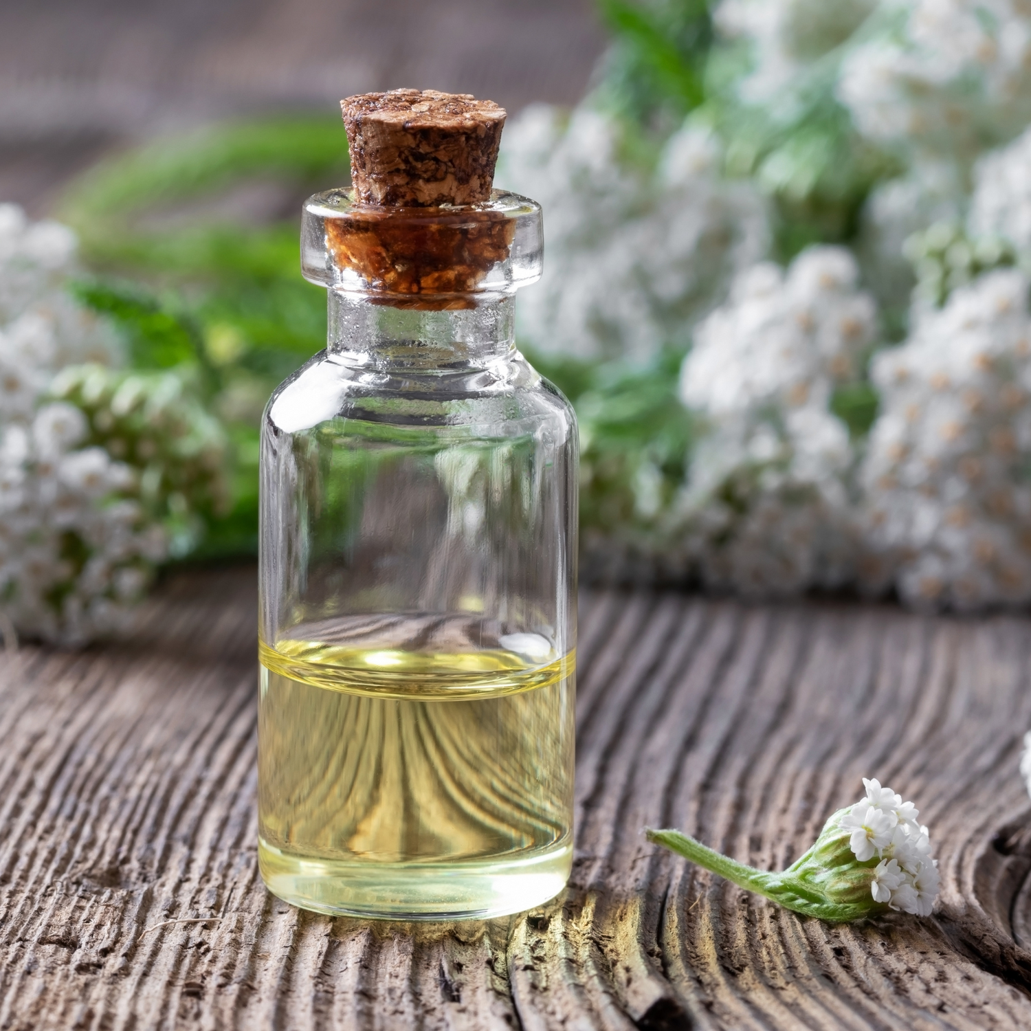 Yarrow Flowers Herb For Topical Wound Healing, Heighten Senses for Ritual and Intuition - HartCentered