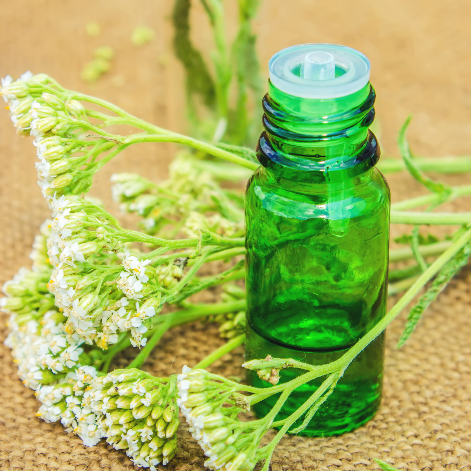 Yarrow Flowers Herb For Topical Wound Healing, Heighten Senses for Ritual and Intuition - HartCentered