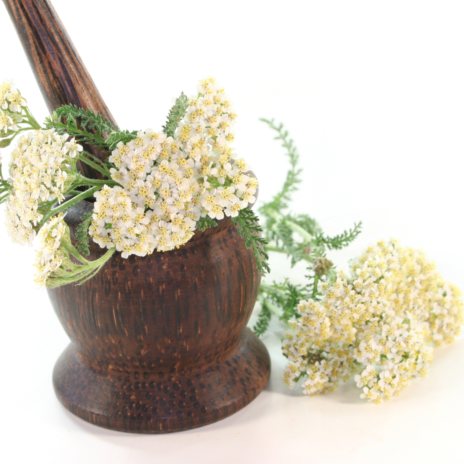 Yarrow Flowers Herb For Topical Wound Healing, Heighten Senses for Ritual and Intuition - HartCentered