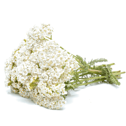 Yarrow Flowers Herb For Topical Wound Healing, Heighten Senses for Ritual and Intuition