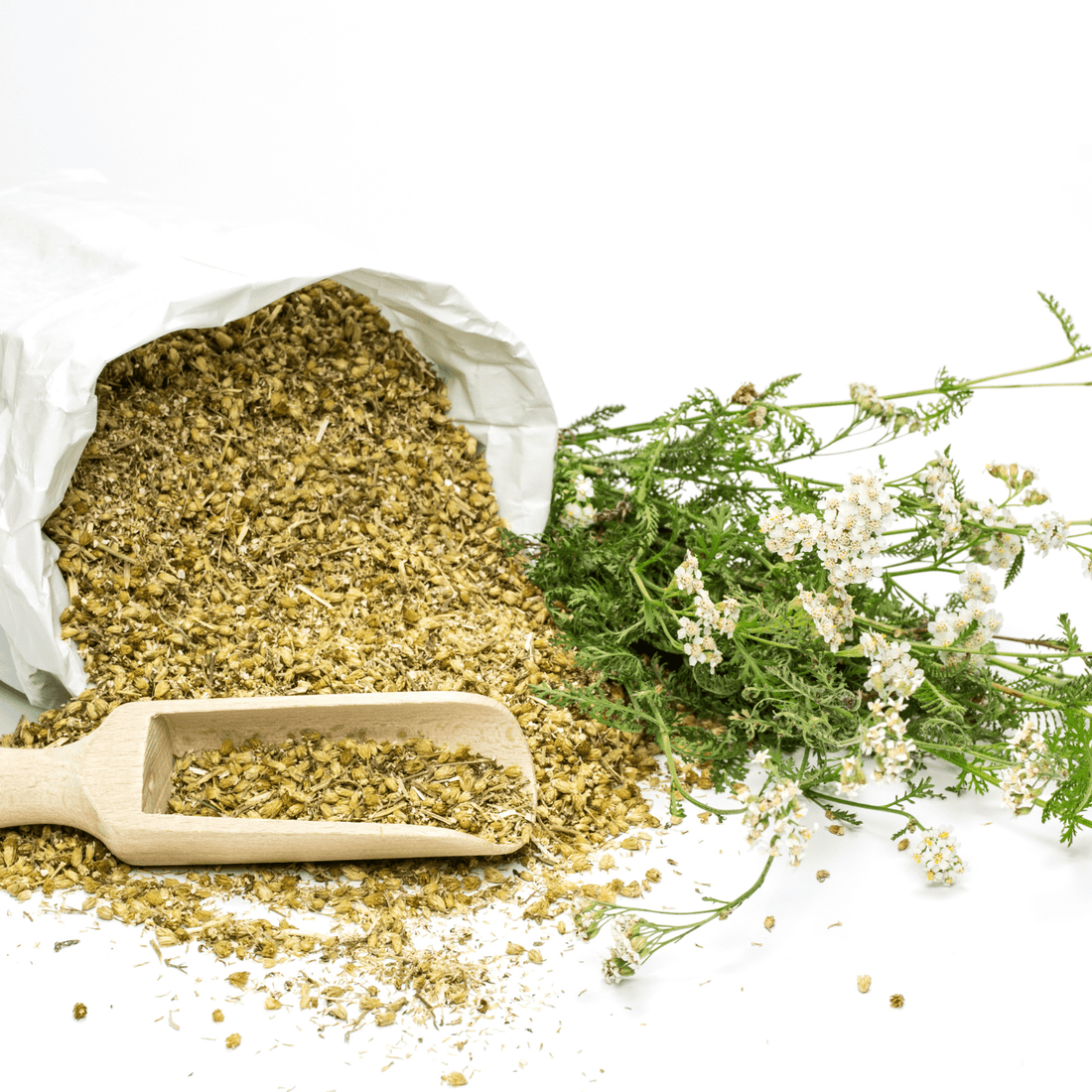 Yarrow Flowers Herb For Topical Wound Healing, Heighten Senses for Ritual and Intuition