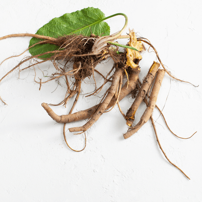 Yellow Dock Root For Blood Purification, Smudging For Ritual to Release Past Traumas