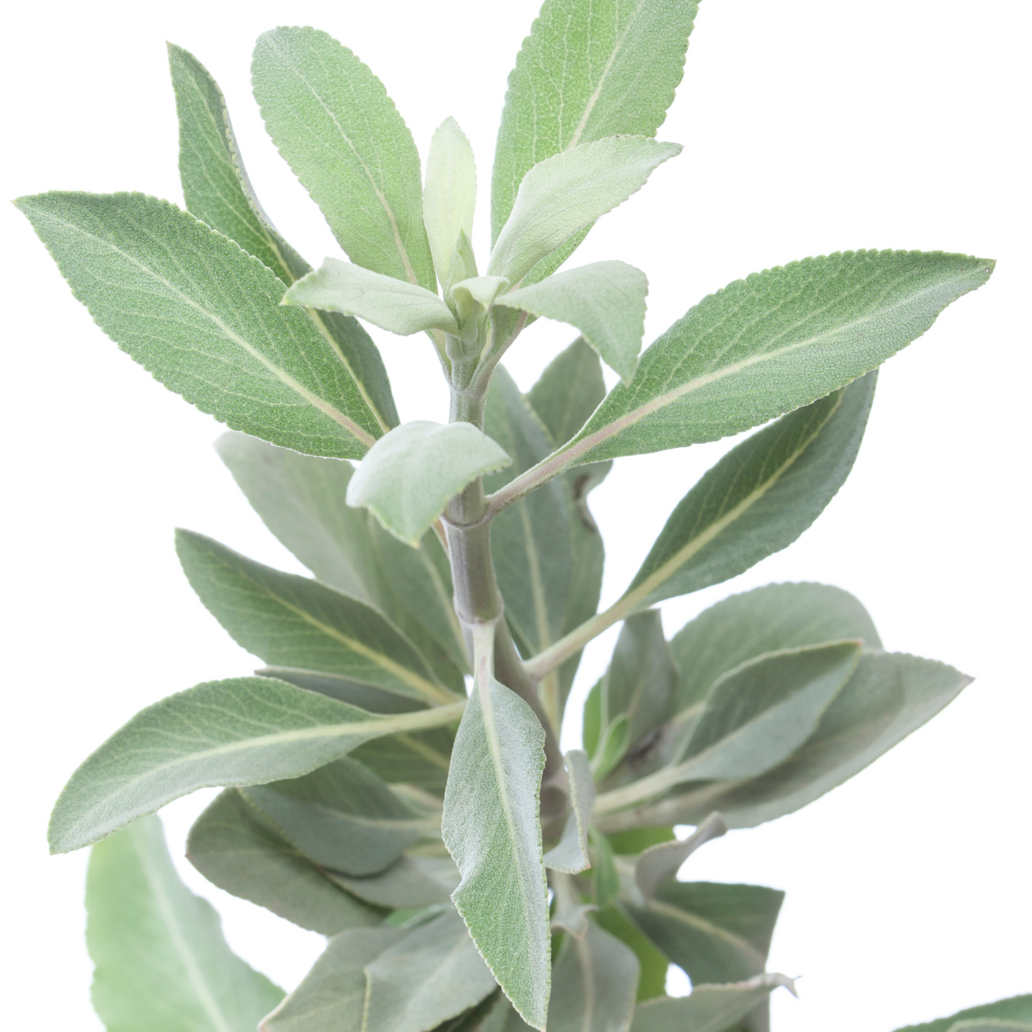 White Sage Whole Leaf for Smudging, Purification and Ritual - HartCentered